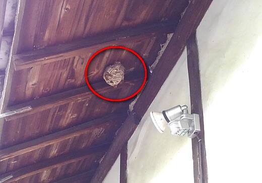 スズメバチ駆除一階軒下
